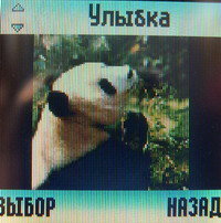Экран Motorola W205
