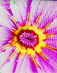 �����  Nokia 7500 Prism