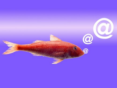 fish