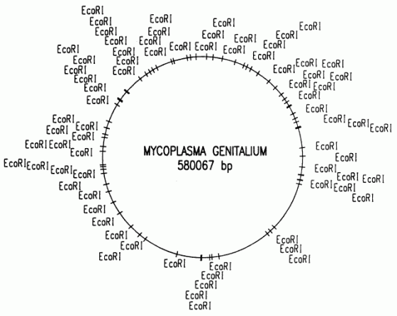 M. genitalium