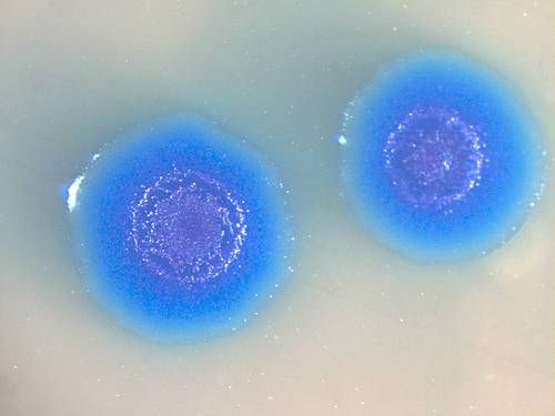 M. genitalium
