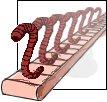 worm