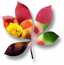 AdoDe FlaSh Cs4 ProfeSSional