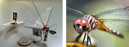 Robot-dragonfly