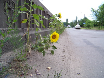 100_0096_size.jpg