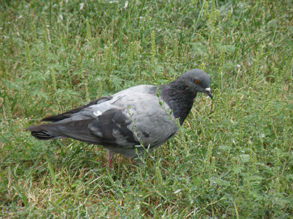 small84.jpg