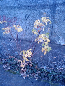 IMAGE_018_resize.jpg