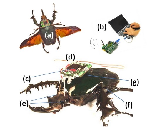 Ученые представили живого радиоуправляемого жука