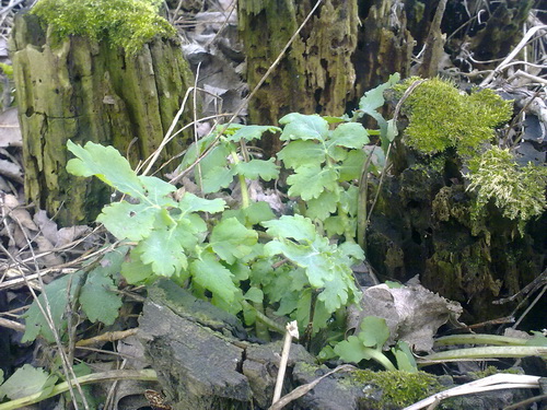 15032009011_resize.jpg