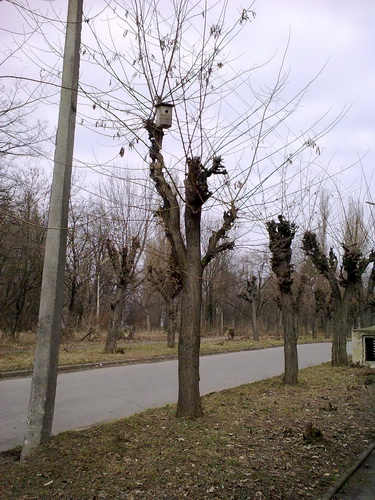15032009015_resize.jpg