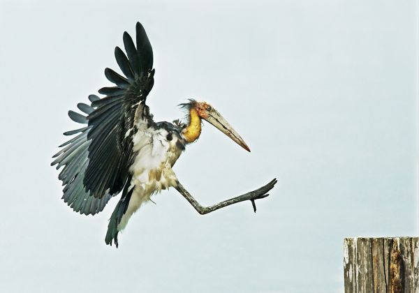Vincent Foong, courtesy of Sony World Photography Awards 2009