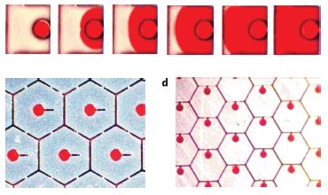 Electrofluidic Display Technology