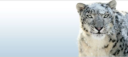 Snow Leopard�