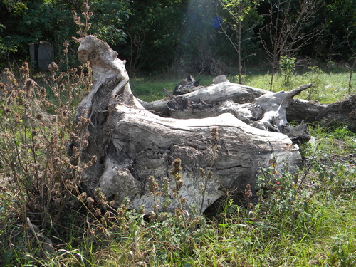 DSCN0984_resize.JPG