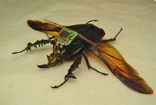 UC Berkeley, Гигатские жуки-киборги на службе у военных