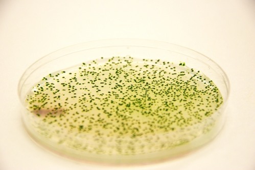 Генно-модифицированные колонии цианобактерий Synechoccus elongatus