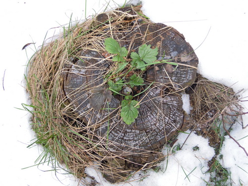 DSCN0906.JPG