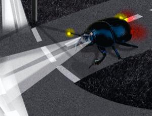 Toyota научит автомобилистов видеть в темноте