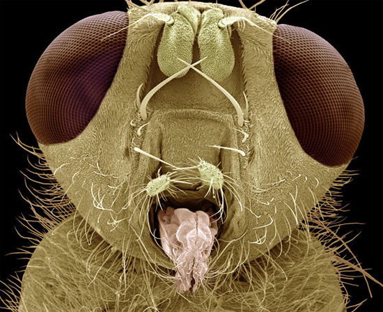 Фото дня: насекомые под электронным микроскопом