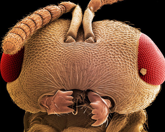 Фото дня: насекомые под электронным микроскопом