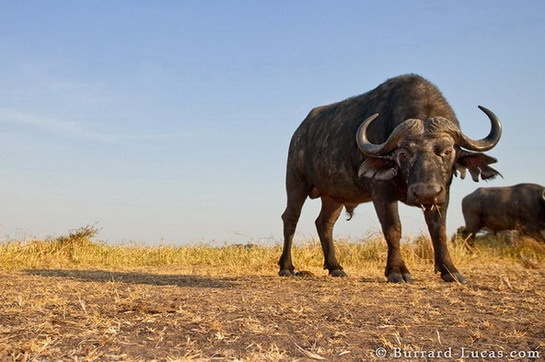 curious buffalo