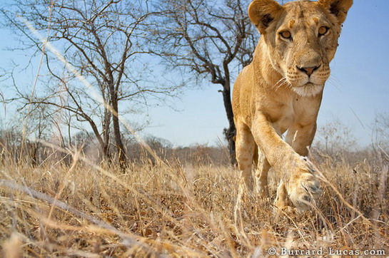 curious lioness