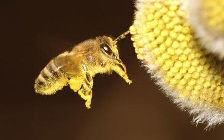 Причина гибели пчел