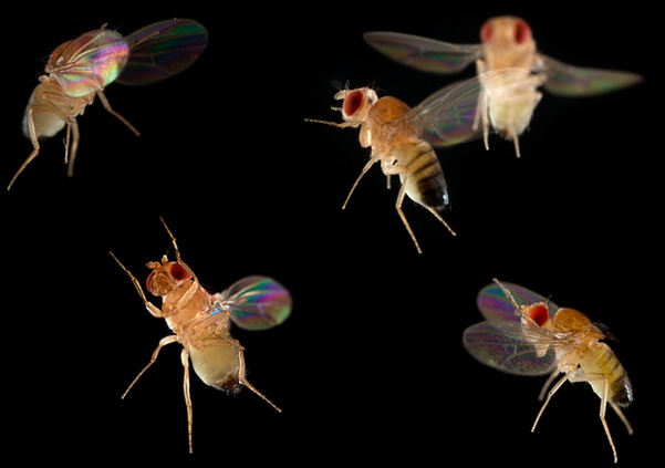 http://www.3dnews.ru/_imgdata/img/2010/12/15/603688/insect-flight-fruit-flies-copyright-linden-gledhill.jpg