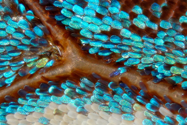 http://www.3dnews.ru/_imgdata/img/2010/12/15/603688/micro-butterfly-wing-scales-copyright-linden-gledhill.jpg