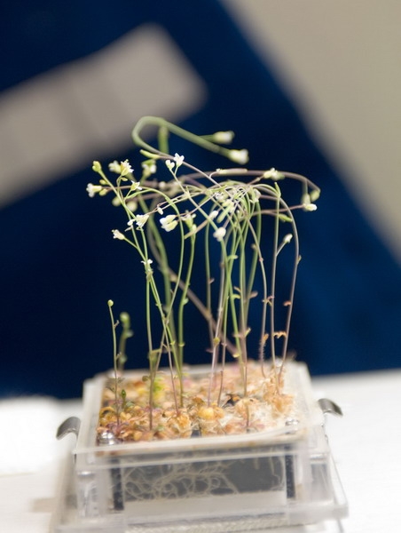 Выращенные на МКС растения не уступают земным и не подверглись мутации