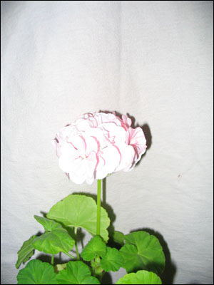 Canon PowerShot A75