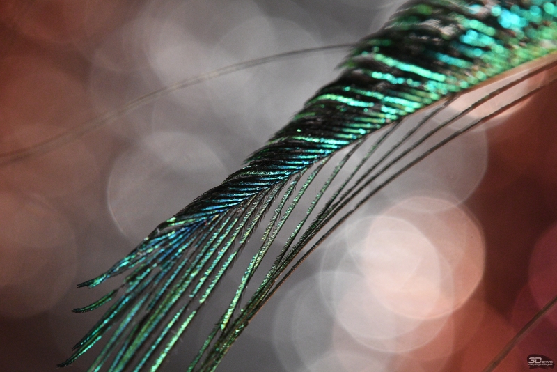 f/8, 1/100, ISO 4000